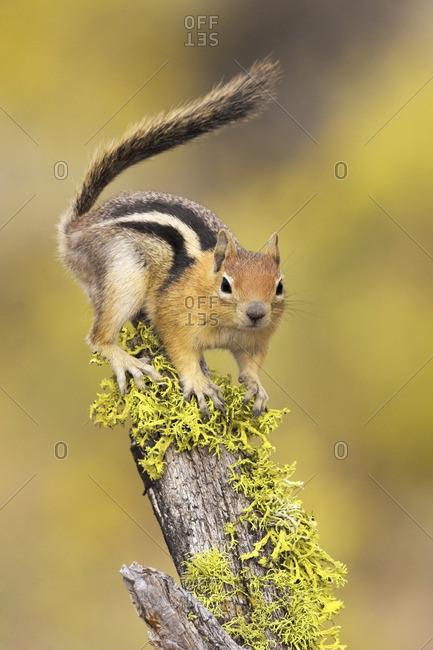 A Golden-mantled Ground Squirrel (Spermophilus lateralis) perched on a lichen covered log in the interior of British Columbia, Canada.