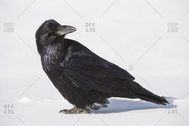 Raven (Corvus corax) at Columbia Ice fieldsJasper National ParkAlberta, Canada.
