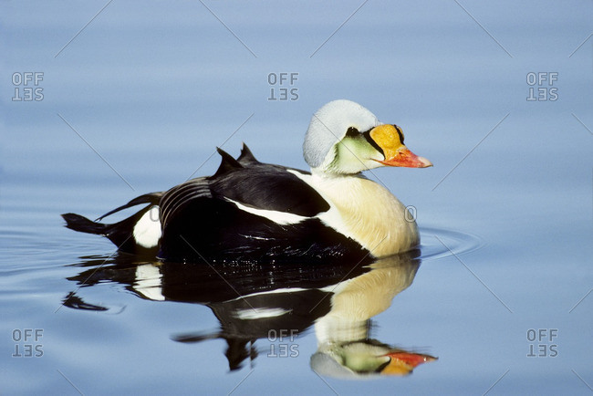 Male king eider (Somateria spectabilis) swimming in a shore lead, Banks Island, Northwest Territories, Arctic Canada