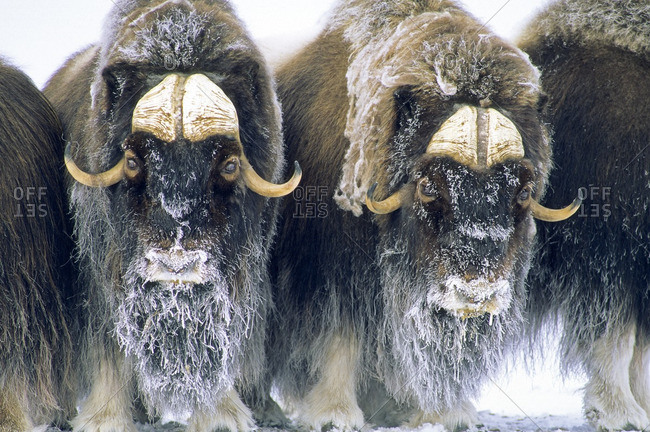 Adult bull muskoxen (Ovibos moschatus) 	in defensive posture.  Banks Island, Northwest Territories, Arctic Canada.