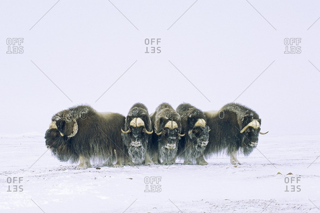 Adult bull muskoxen (Ovibos moschatus) in defensive line.  Banks Island, Northwest Territories, Arctic Canada.