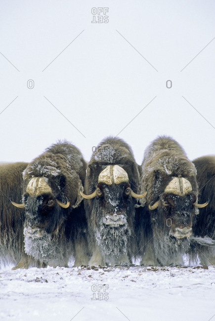Adult bull muskoxen (Ovibos moschatus) in defensive posture.  Banks Island, Northwest Territories, Arctic Canada.