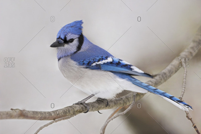 Blue Jay Feathers Stock Photos Offset