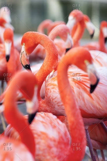 Flamingos