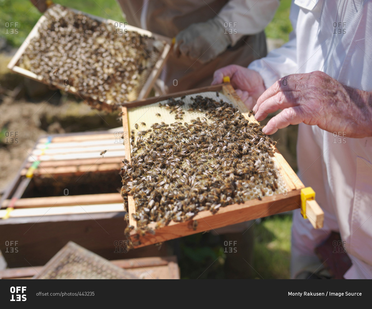 Beekeepers with honey combs