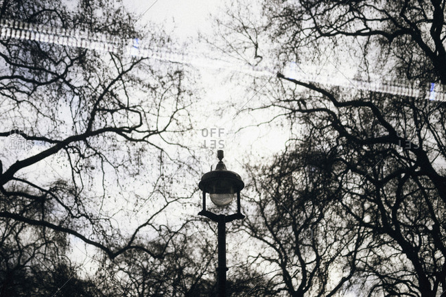 Lantern and tree branches in a city park