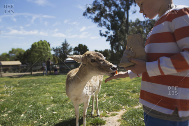 Boy feeding a deer at petting zoo