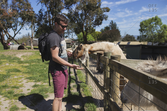 Man feeding goats at petting zoo