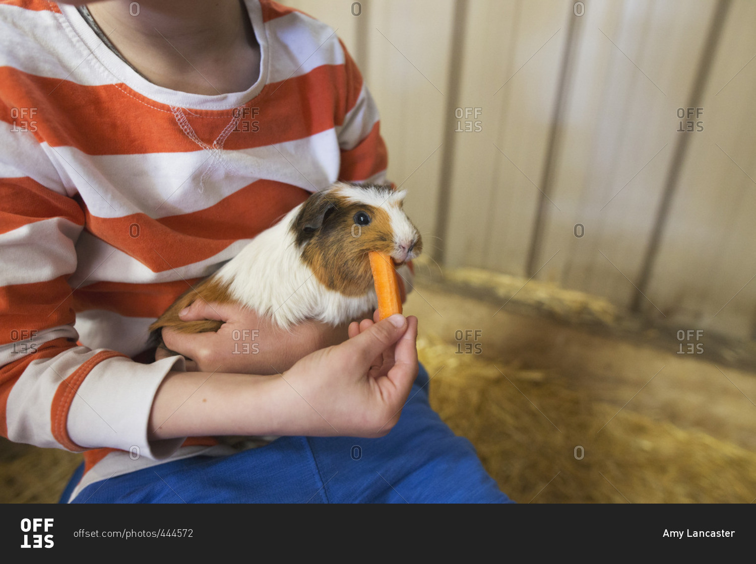 Boy feeding carrot to guinea pig