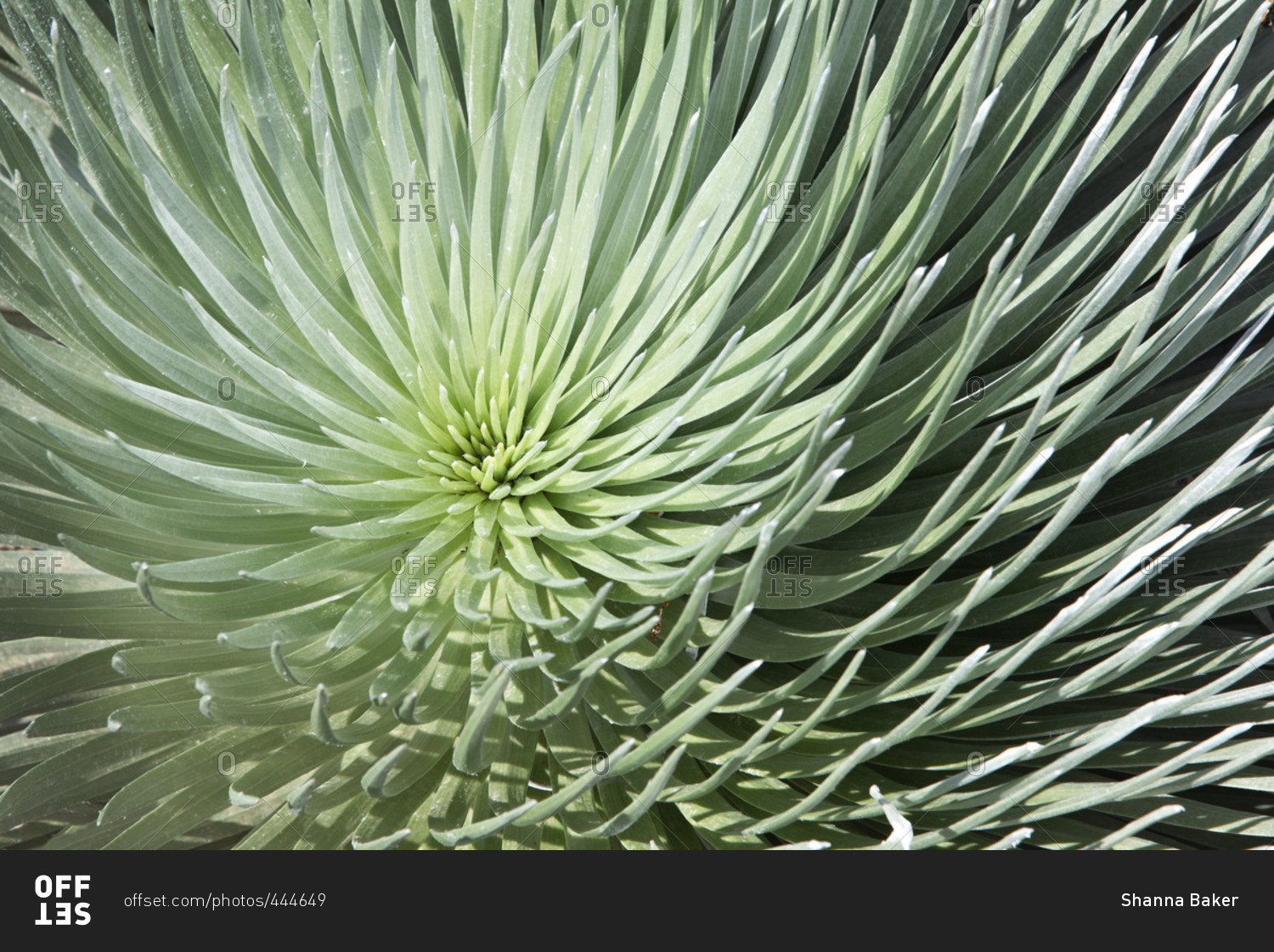 Close-up of the silver leaves of the Haleakala Silversword (also known as the Ahinahina), on the slopes of Haleakala volcano within Haleakala National Park on Maui, Hawaii