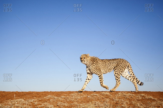 Running cheetah from the Offset Collection