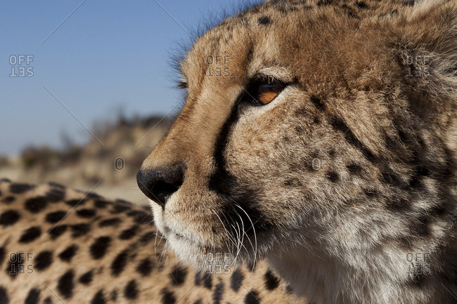 Close-up of a cheetahs face