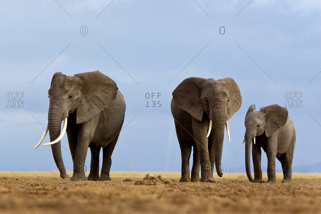 Three elephants walking in the Amboseli region, Kenya