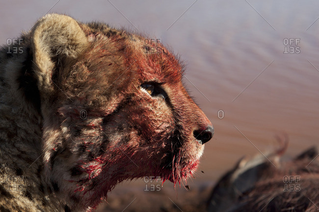 Close-up of a cheetahs bloodied face