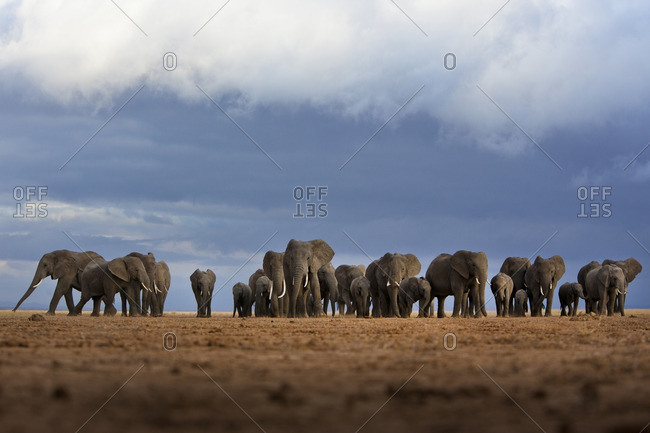 A herd of elephant walking in the Amboseli region, Kenya