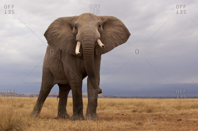 A lone elephant standing in the distance, Kenya