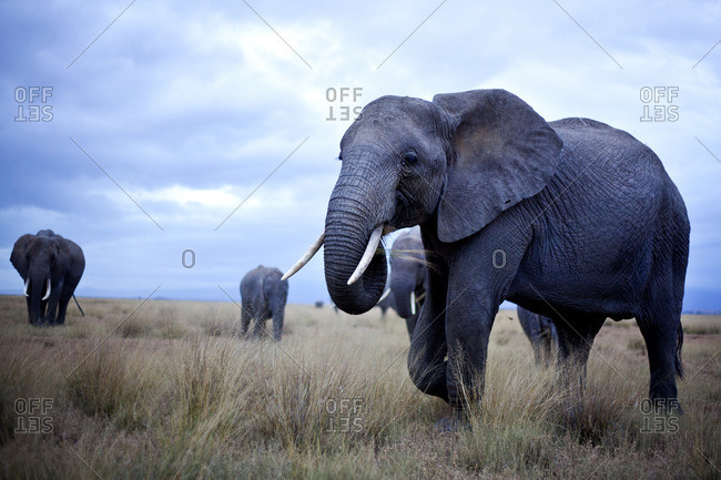 Elephants grazing, Kenya - Offset Collection