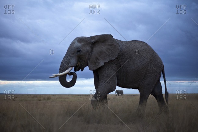 A lone grazing elephant, Kenya