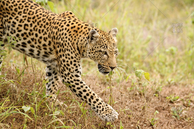 Leopard stalking, Londolozi, South Africa