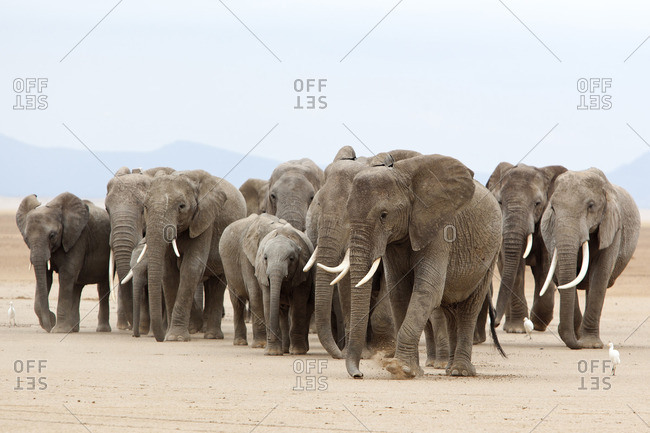 Elephant herd walking through a dry lake, Kenya