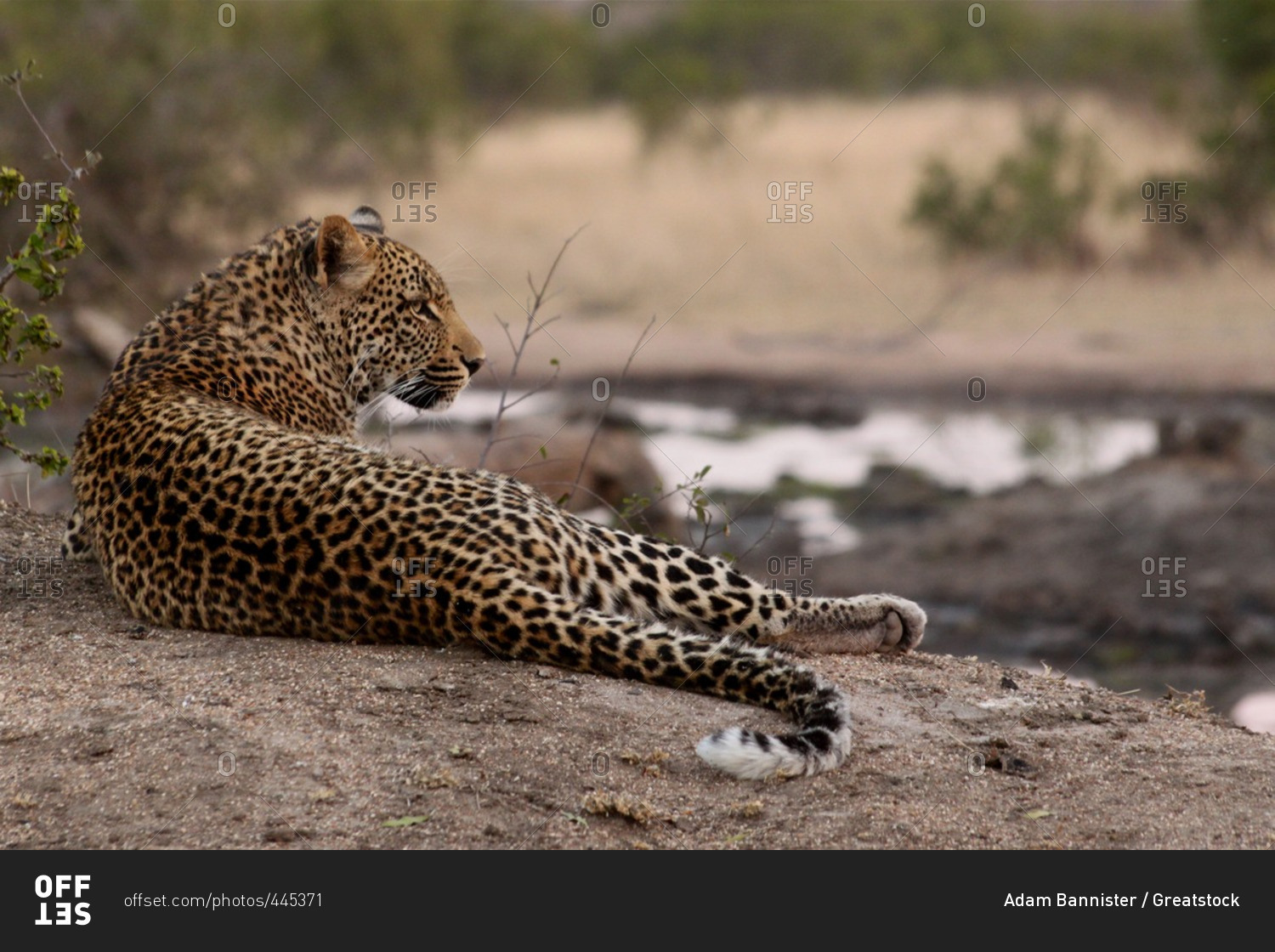 A Leopard Laying Down Londolozi South Africa Stock Photo Offset