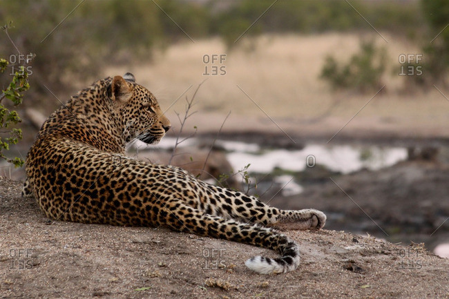 A leopard laying down, Londolozi, South Africa