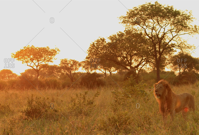 A lone lion standing in the distance, Londolozi, South Africa
