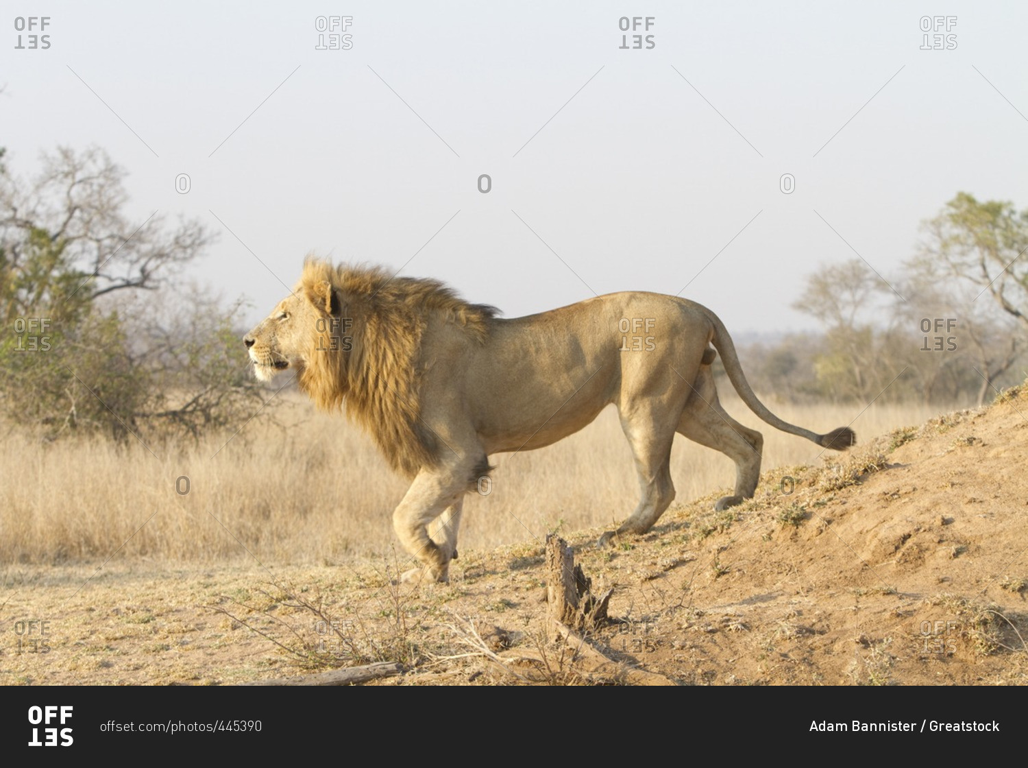 A male lion coming down termite mound, South Africa