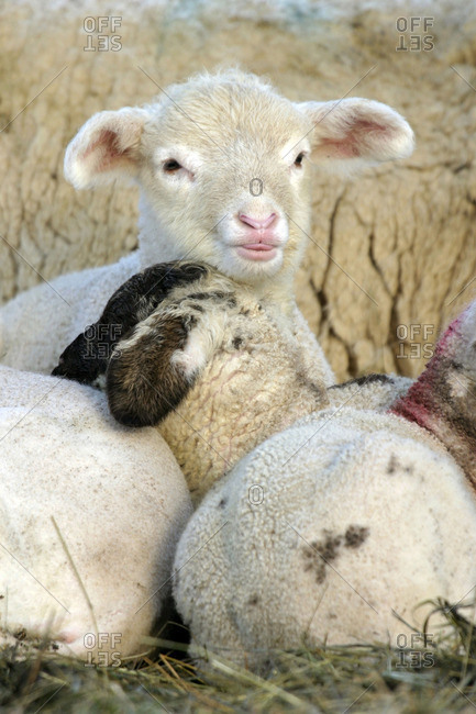 Merino sheep lambs resting