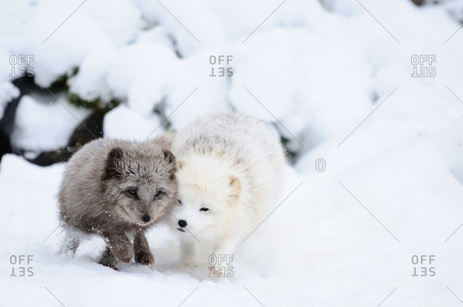 Ice iceberg fox hi-res stock photography and images - Alamy