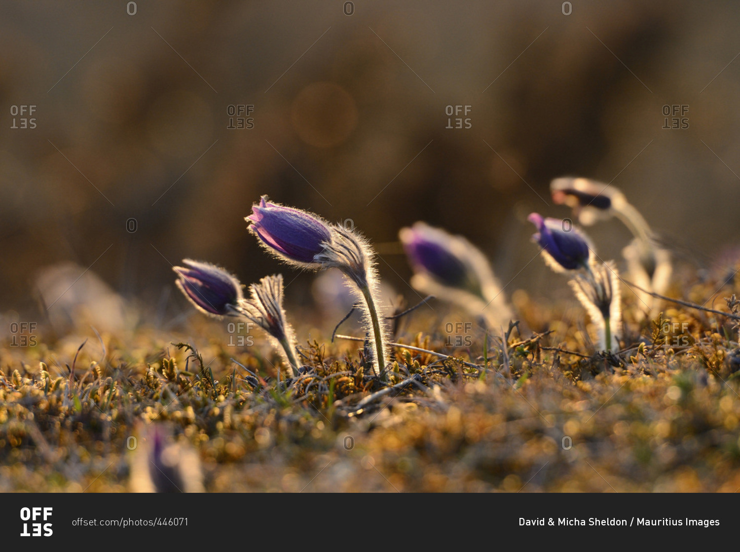 Close-up of common pasque flowers