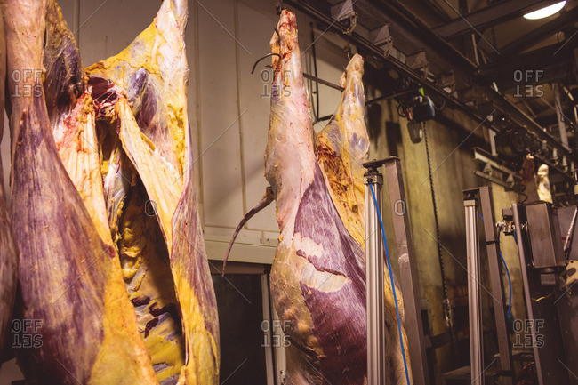 Peeled red meat hanging in the storage room at butchers shop
