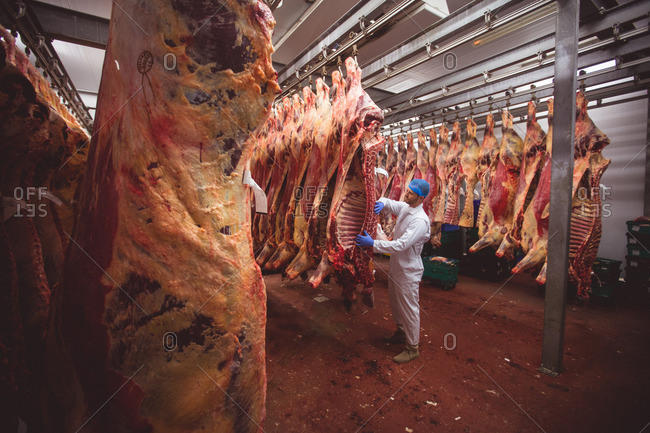 Butcher hanging red meat in storage room at butchers shop