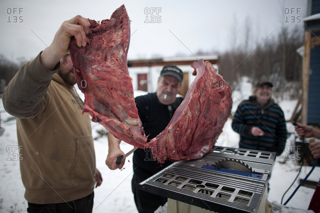 Dawson City, Yukon Territory, Canada - October 22, 2014: A moose is butchered in Yukon Territory