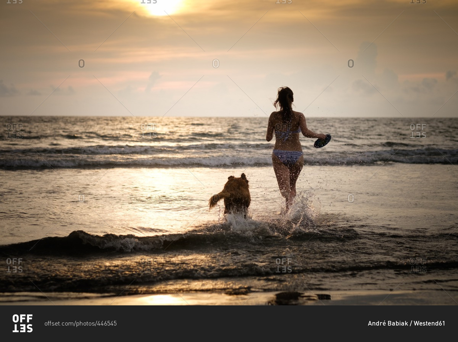 Mexico- Nayarit- Young woman in bikini playing flying disc with her Golden Retriever dog at the beach- running into the ocean