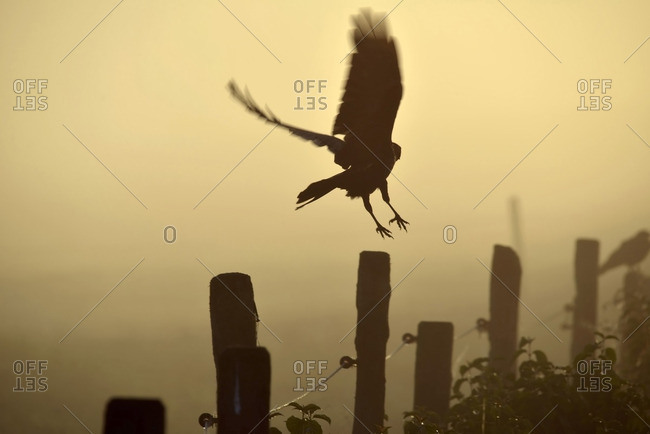 Germany- Upper Bavaria- Raven landing on fence in morning fog
