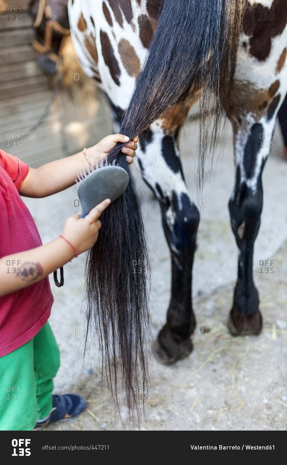 Little boy brushing horse tail