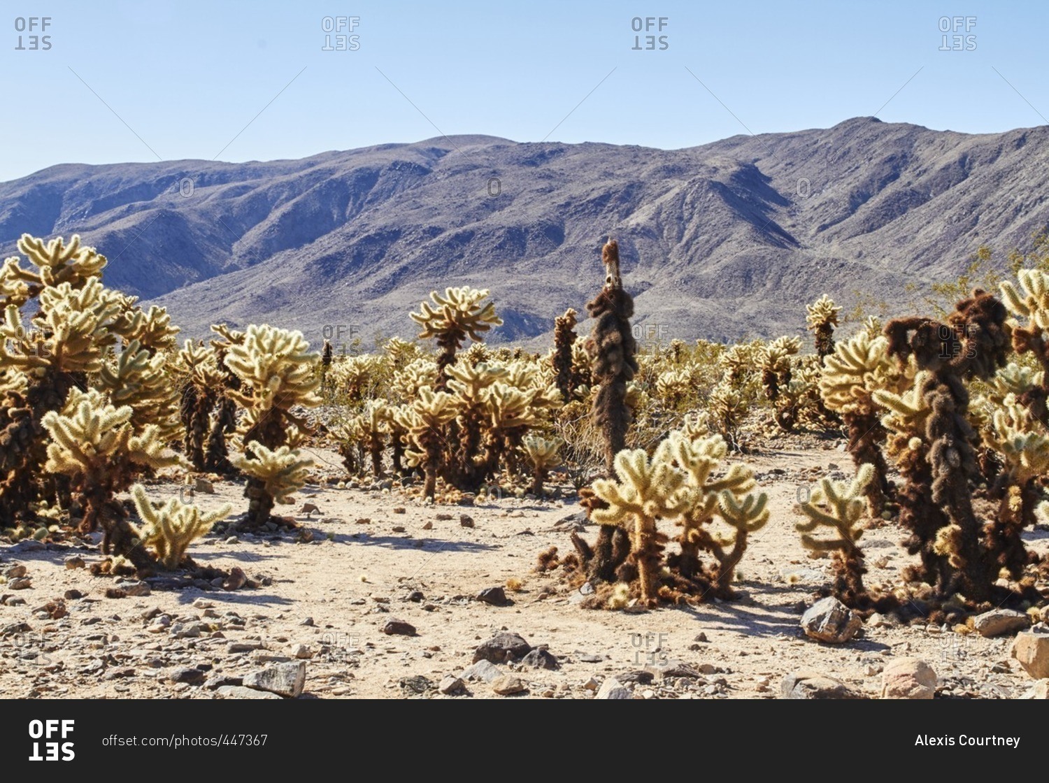 Cactus plants in western setting