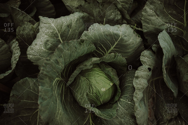 Overhead view of head of green cabbage