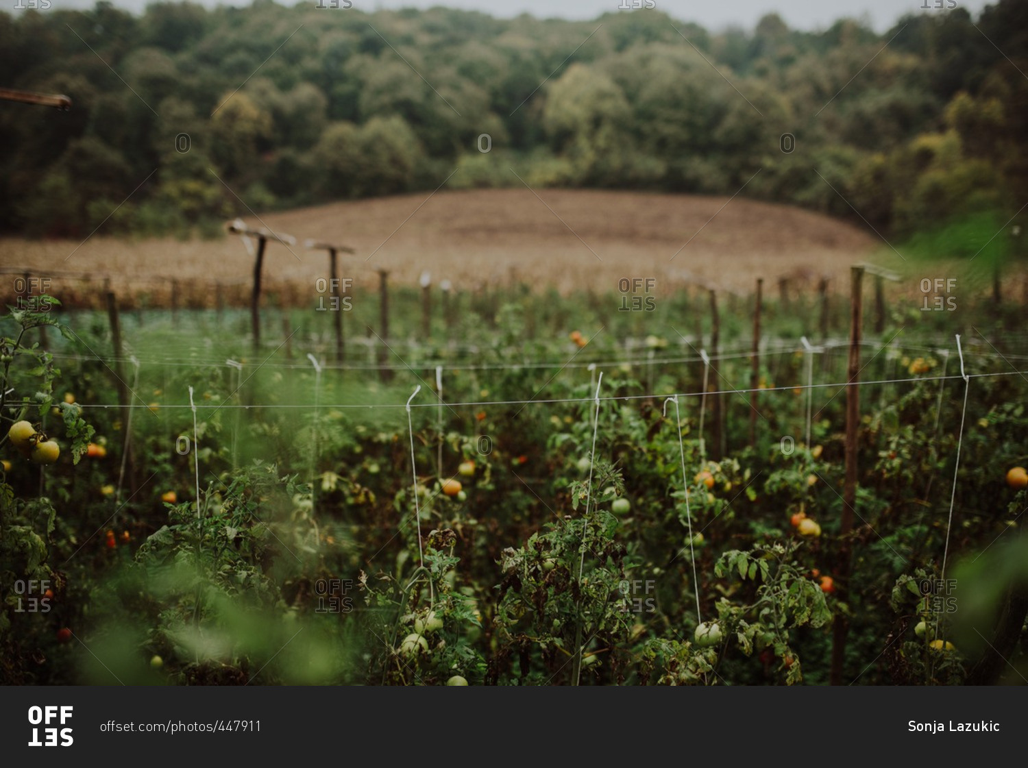 Staked tomato plants in field in autumn