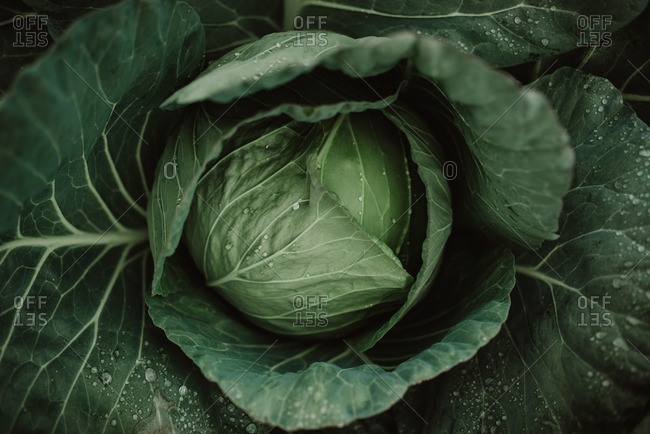 Close-up of cabbage head with water droplets