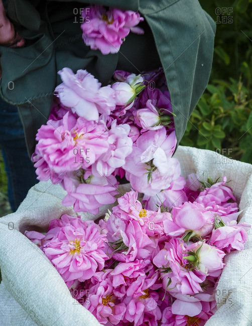 Damascus roses being dumped into a sack, Agros, Cyprus