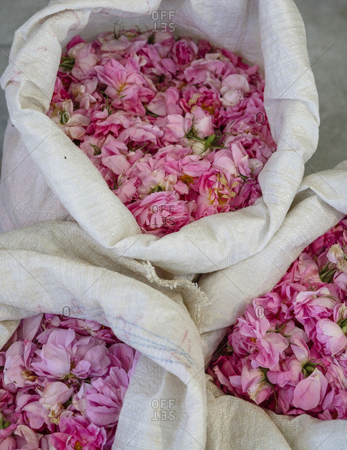 Damascus roses in white sacks stock photo OFFSET