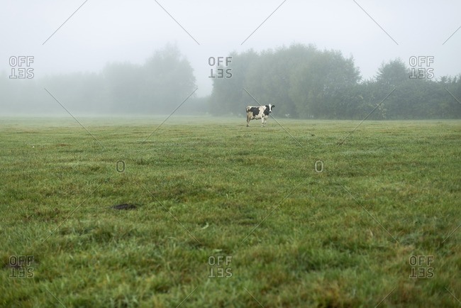 One cow standing in meadow in mist in The Netherlands