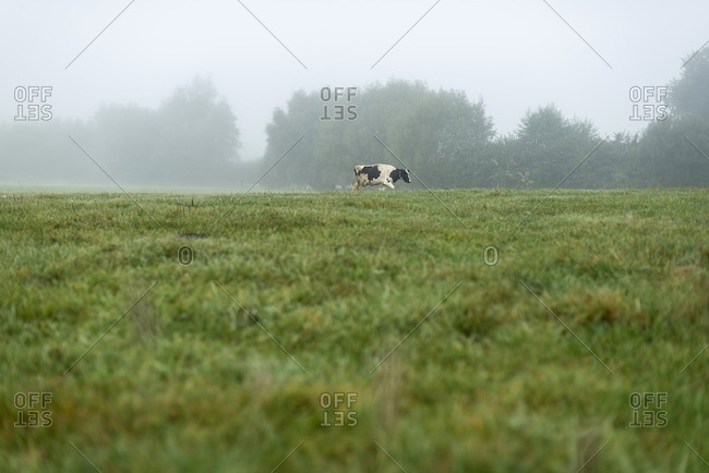 One cow walking in meadow in fog in The Netherlands