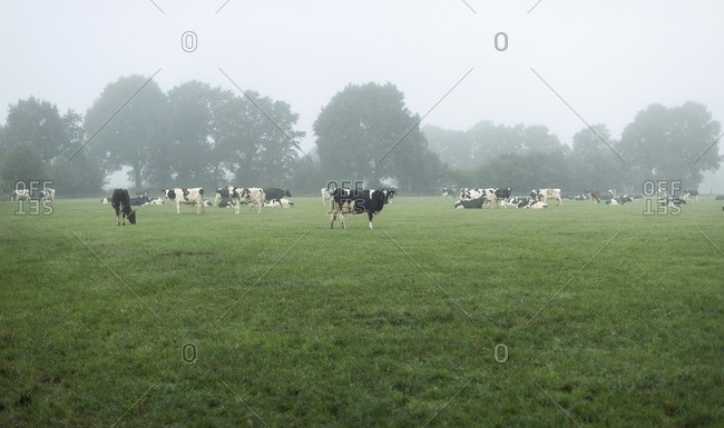 Cattle on farmland in morning mist in The Netherlands