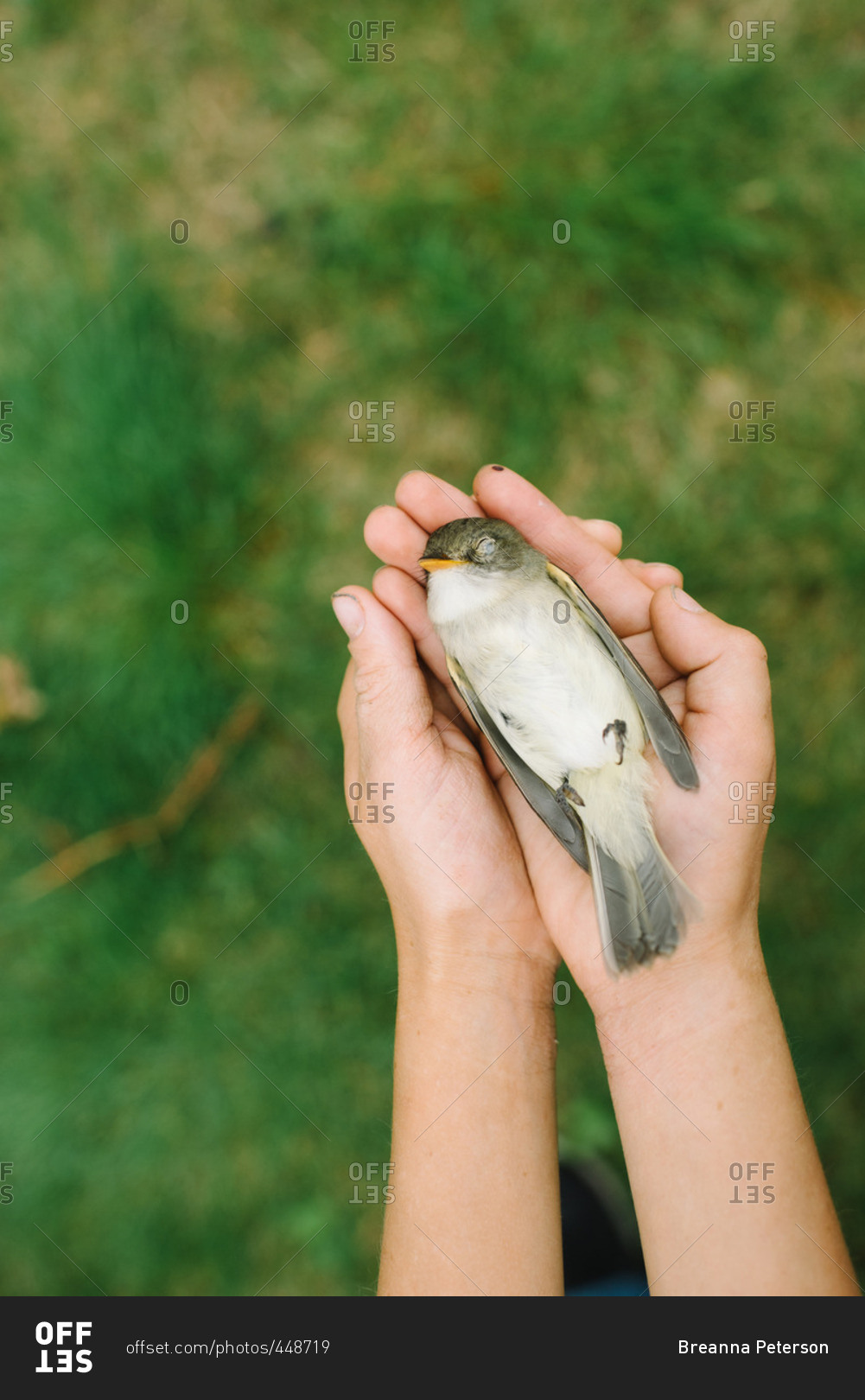 bird with hands