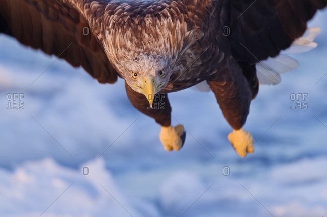 White-tailed sea eagle flying