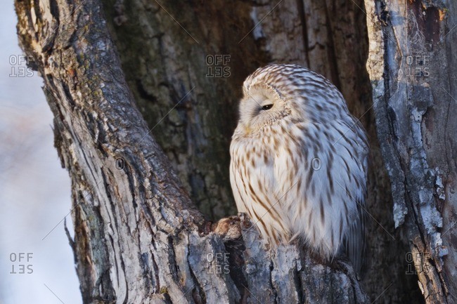 Ural owl perching in nest cavity
