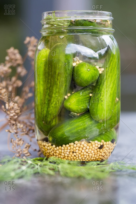 Preserving jar of gherkins with mustard seeds- fennel seeds and dill